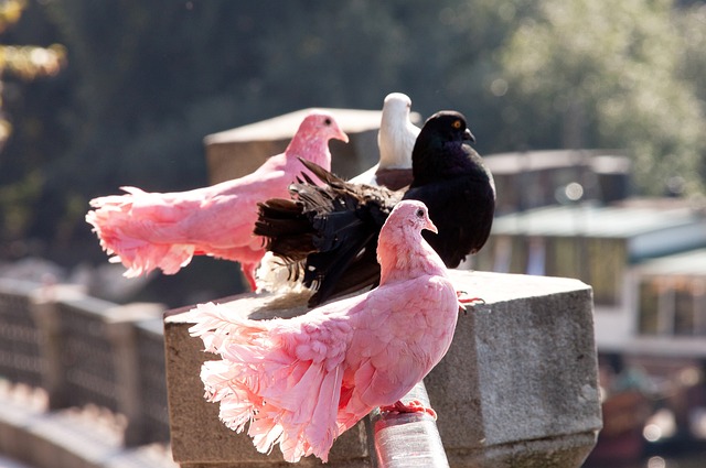 者互相融合 者互相融合