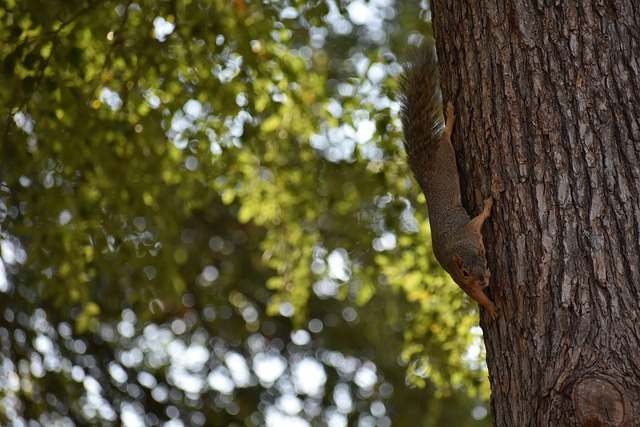 很可能是看 很可能是看