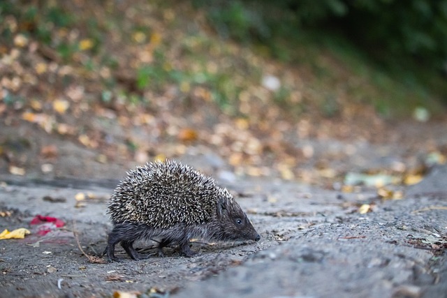 内部某些深 内部某些深